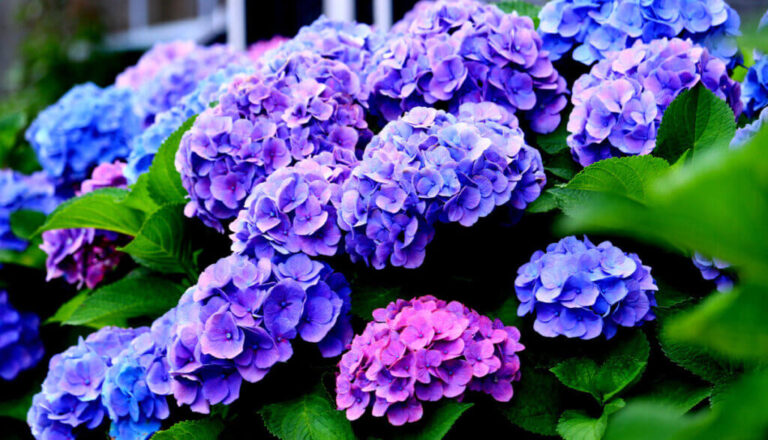 色鮮やかな紫陽花の花
