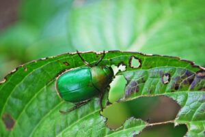 葉を虫が食べている様子